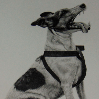 Grafittal készülő munkáim. Portrérajzok, kisállat portrék. Egyedi grafitrajz megrendelésre. 