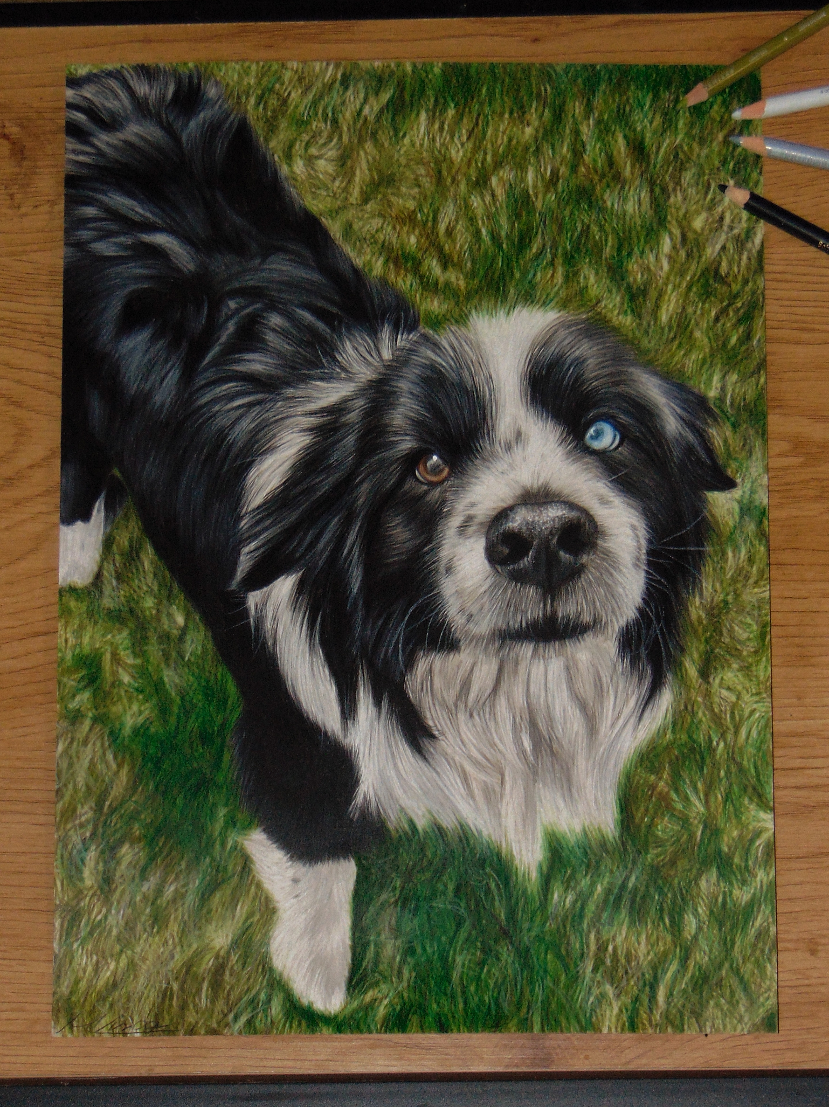 Border collie portré rajz, színeseruzával, megrendelésre, A3-as méret
